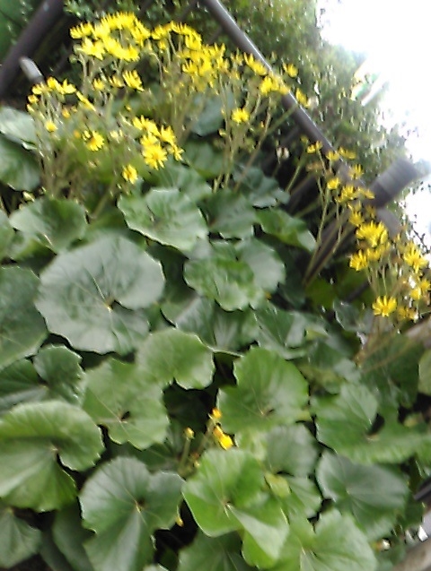 つわぶきの黄色い花